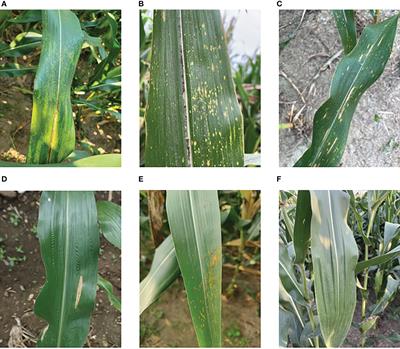 Classification and localization of maize leaf spot disease based on weakly supervised learning